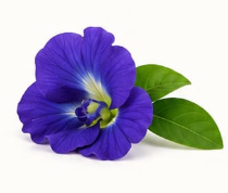 অপরাজিতা চা